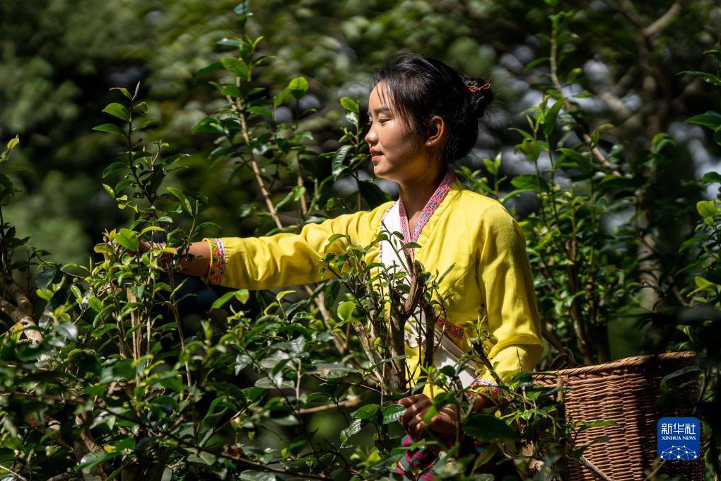 澳门 下载